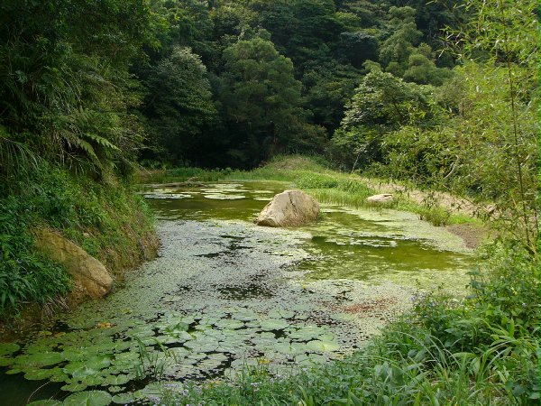 2007年7月17日盛夏的生態池