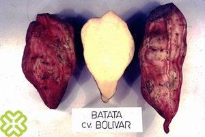 batata